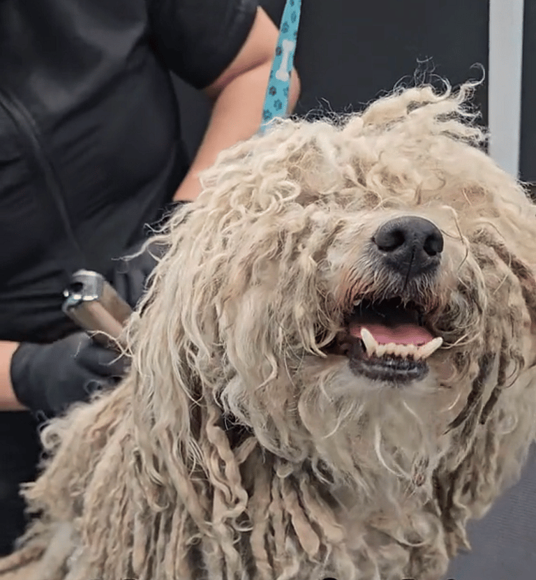 This Poodle Was In So Much Pain From Severely Matted Fur He Wouldn’t Let Rescuers Touch Him